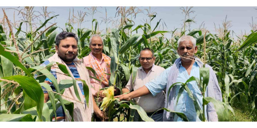 स्वीट कॉर्न उत्पादन से किसानों की चांदी, बेहतर स्वास्थ्य के साथ मिलेगा बेहतर बाजार भाव